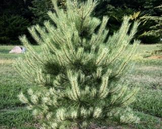 Borovice hustokvětá 'Burker´s Red Variegata'