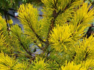 Borovice kleč ´Carsten´s Wintergold´ Balení: kontejner C5