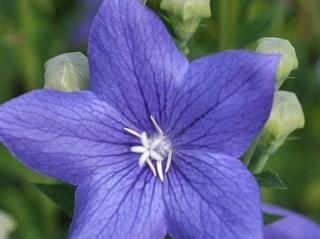 Boubelka velkokvětá 'Mariesii' - Platycodon grandiflorus 'Mariesii'