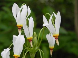 Božskokvět zahradní - Dodecatheon meadia