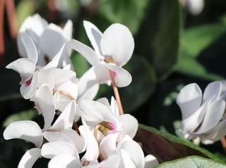 Brambořík břečťanolistý 'Amaze Me White' -  Cyclamen hederifolium 'Amaze Me White'