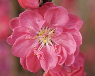 Broskvoň okrasná Taoflora Pink 'Mintao11'