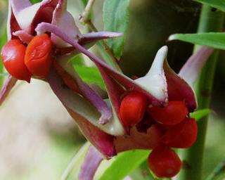 Brslen cornutus var. quinquecornutus