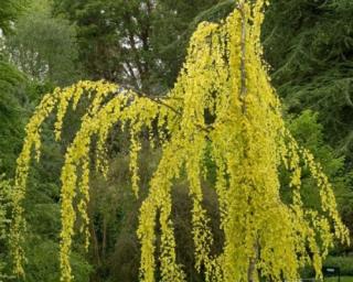 Buk lesní ´Aurea Pendula´