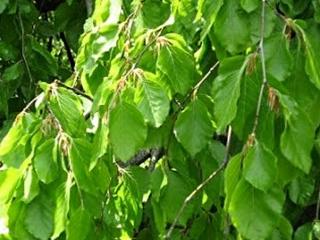 Buk lesní ´Pendula´ Balení: kontejner C5, Tvar: strom, výška 60-80 cm