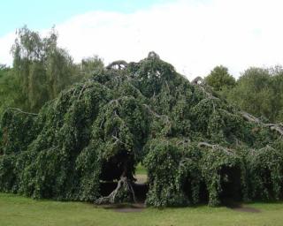 Buk lesní 'Two Color Weeping'