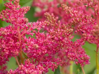 Čechrava Arendsova ´Astary Rose´ - Astilbe arendsii ´Astary Rose´