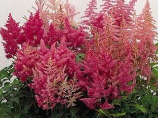 Čechrava Arendsova 'Bella' - Astilbe x arendsii 'Bella'