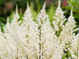 Čechrava Arendsova  'Biala Pózna' - Astilbe x arendsii 'Biala Pózna'