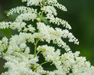 Čechrava Arendsova 'Brautschleier' - Astilbe arendsii 'Brautschleier'