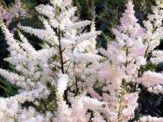 Čechrava Arendsova ´Bumalda´ - Astilbe x arendsii ´Bumalda´