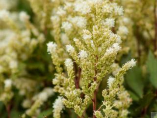 Čechrava Arendsova 'Czerwona Lodyga' - Astilbe x arendsii 'Czerwona Lodyga'