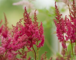 Čechrava Arendsova 'Else Schluck' - Astilbe x arendsii 'Else Schluck'