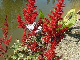 Čechrava Arendsova 'Etna' - Astilbe x arendsii 'Etna'