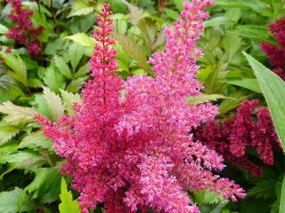 Čechrava Arendsova ´Fanal´ - Astilbe x arendsii ´Fanal´