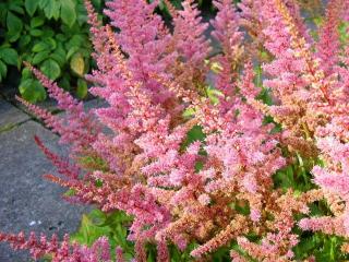 Čechrava Arendsova ´Flamingo®´ - Astilbe arendsii ´Flamingo´