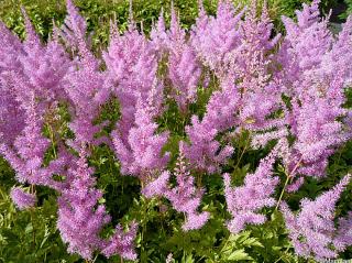 Čechrava Arendsova ´Hyazinth´ - Astilbe x arendsii ´Hyazinth´