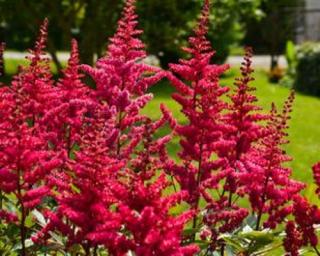 Čechrava Arendsova (růžovo-červená)  -  Astilbe arendsii