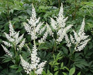 Čechrava japonská 'Deutschland' - Astilbe japonica 'Deutschland'