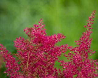 Čechrava japonská 'Koblenz' - Astilbe japonica 'Koblenz'