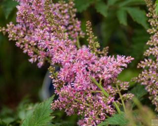 Čechrava japonská 'Mainz' - Astilbe japonica 'Mainz'