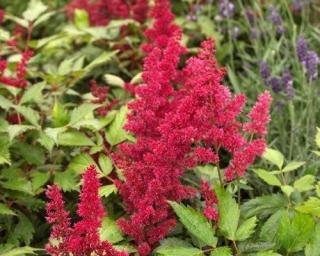 Čechrava japonská 'Vesuvius' - Astilbe japonica 'Vesuvius'