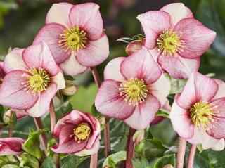 Čemeřice 'HGC® Ice n' Roses Carlotta' - Helleborus 'HGC® Ice n' Roses Carlotta'