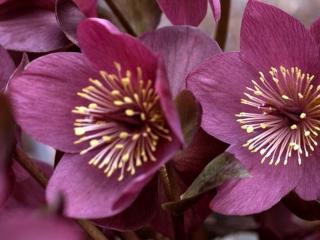 Čemeřice 'HGC® Ice n' Roses Early Red' - Helleborus 'HGC® Ice n' Roses Early Red'