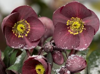 Čemeřice 'HGC® Ice n' Roses Nightingale' - Helleborus 'HGC® Ice n' Roses Nightingale'