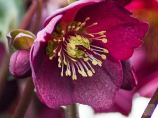 Čemeřice 'HGC® Ice n' Roses Red' - Helleborus 'HGC® Ice n' Roses Red'