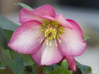 Čemeřice 'HGC® Ice n' Roses Rose' - Helleborus 'HGC® Ice n' Roses Rose'