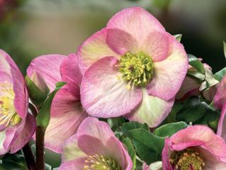 Čemeřice 'HGC® Ice n' Roses Rosetta' - Helleborus 'HGC® Ice n' Roses Rosetta'