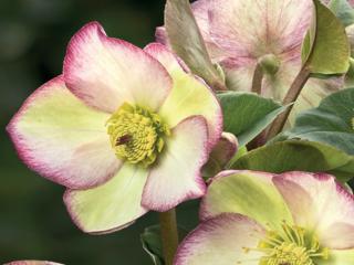Čemeřice 'Ice N' Roses Frosted Rose' - Helleborus 'Ice N' Frosted Rose'