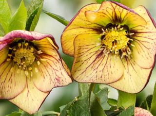 Čemeřice 'SP Anja Oudolf' - Helleborus 'SP Anja Oudolf'