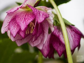 Čemeřice 'SP Lily' - Helleborus 'SP Lily'