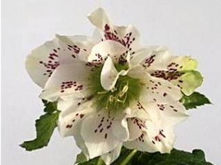 Čemeřice 'White Spotted' - Helleborus 'White Spotted'