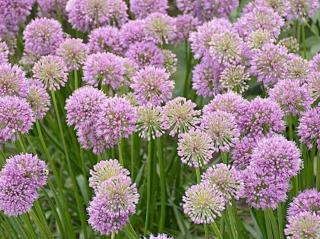 Česnek okrasný 'Millenium' - Allium 'Millenium'