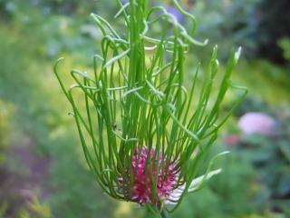 Česnek vláskatý 'Hair' - Allium sphaerocephalon 'Hair'