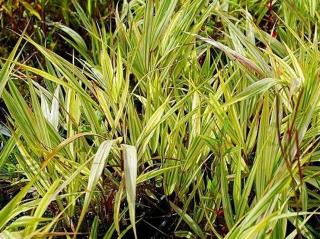 Chrastice rákosovitá 'Luteopicta' - Phalaris arundinacea 'Luteopicta'