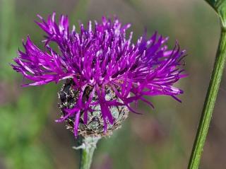 Chrpa čekánek - Centaurea scabiosa