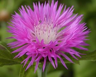 Chrpa pulcherrima - Centaurea pulcherrima Balení: kontejner p11