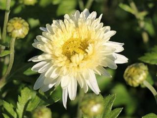 Chryzantéma 'Schneewolk' - Chrysanthemum indicum 'Schneewolke'