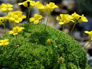 Chudina mechovitá - Draba bryoides