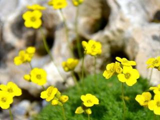 Chudina mechovitá 'Imbricata' - Draba bryoides 'Imbricata'