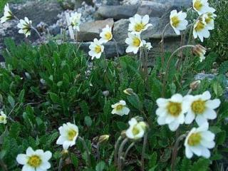 Chudina suendermannii - Draba suendermannii