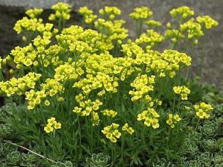 Chudina uvolněná - Draba bruniifolia