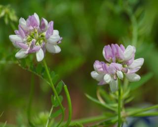 Čičorečka pestrá - Coronilla varia