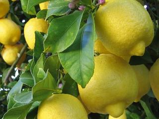 Citronovník ´Lemon´