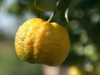 Citrus 'Pursha' - sladký citroník