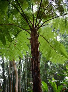 Cyathea cooperi - stromová kapradina